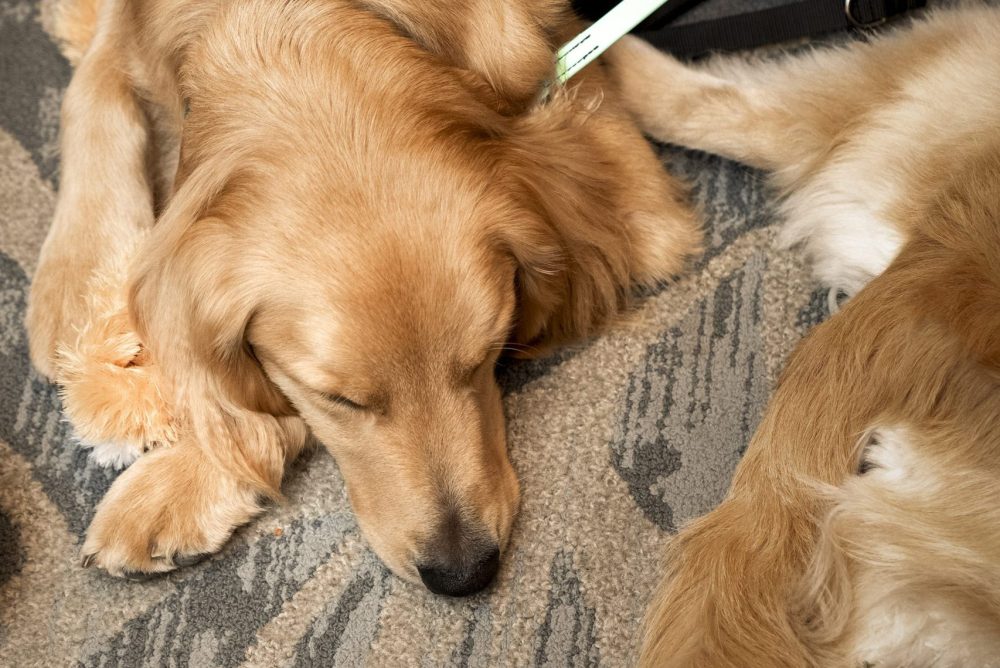 Hospice & Community Care’s Sunflower Pediatric Program and Penn State Children’s Hospital Facility Dog Program